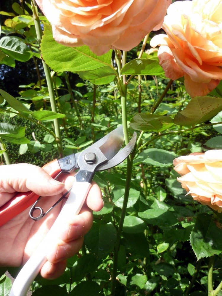 103 Bypass Pruners General Purpose Medium (One Pack)