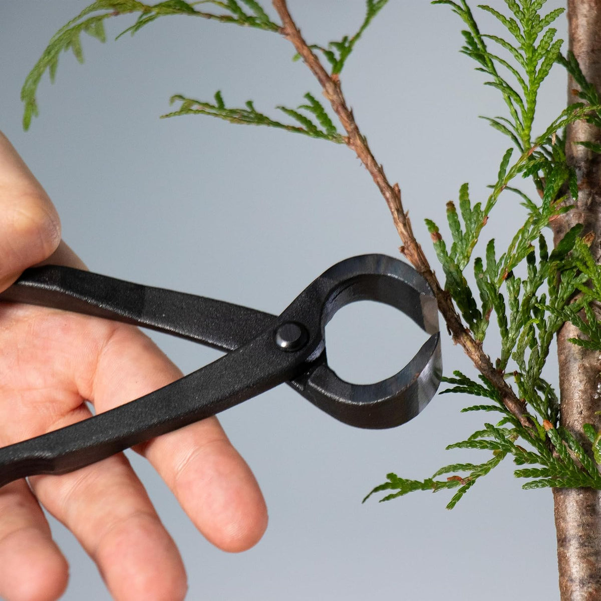 Wazakura Hand Forged Bonsai Root Cutter MADE IN JAPAN 6.7 inch (170 mm), Black Carbon Steel Bonsai Tree Cutter for Branch and Roots, Multipurpose Japanese Gardening Tools