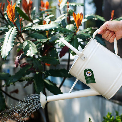 1 Gallon Red Metal Watering Can, Removable Spout