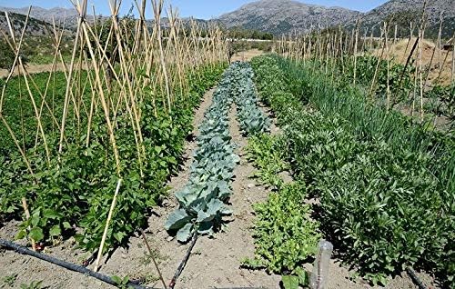 50 Foot Flat Weeper Soaker Hose - Drip Irrigation - Double Layer Design - Saves 70% Water - Consistent Drip Entire Length of Hose - Includes 3 Pressure Reducing Discs