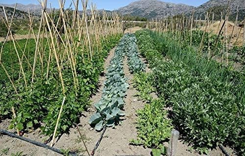 50 Foot Flat Weeper Soaker Hose - Drip Irrigation - Double Layer Design - Saves 70% Water - Consistent Drip Entire Length of Hose - Includes 3 Pressure Reducing Discs