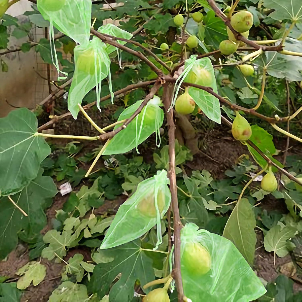 6x8 Inch 100 Pieces Green Fruit Protection Bags- Fruit Netting Bags with Drawstring,Garden Fruit Cover Mesh Bag to Protect Plants from Pest Birds Squirrels