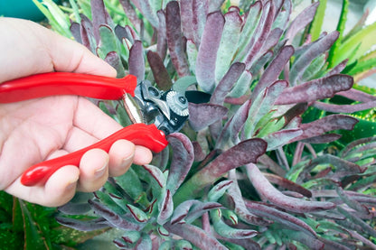Yard Essentials Pocket Pruner