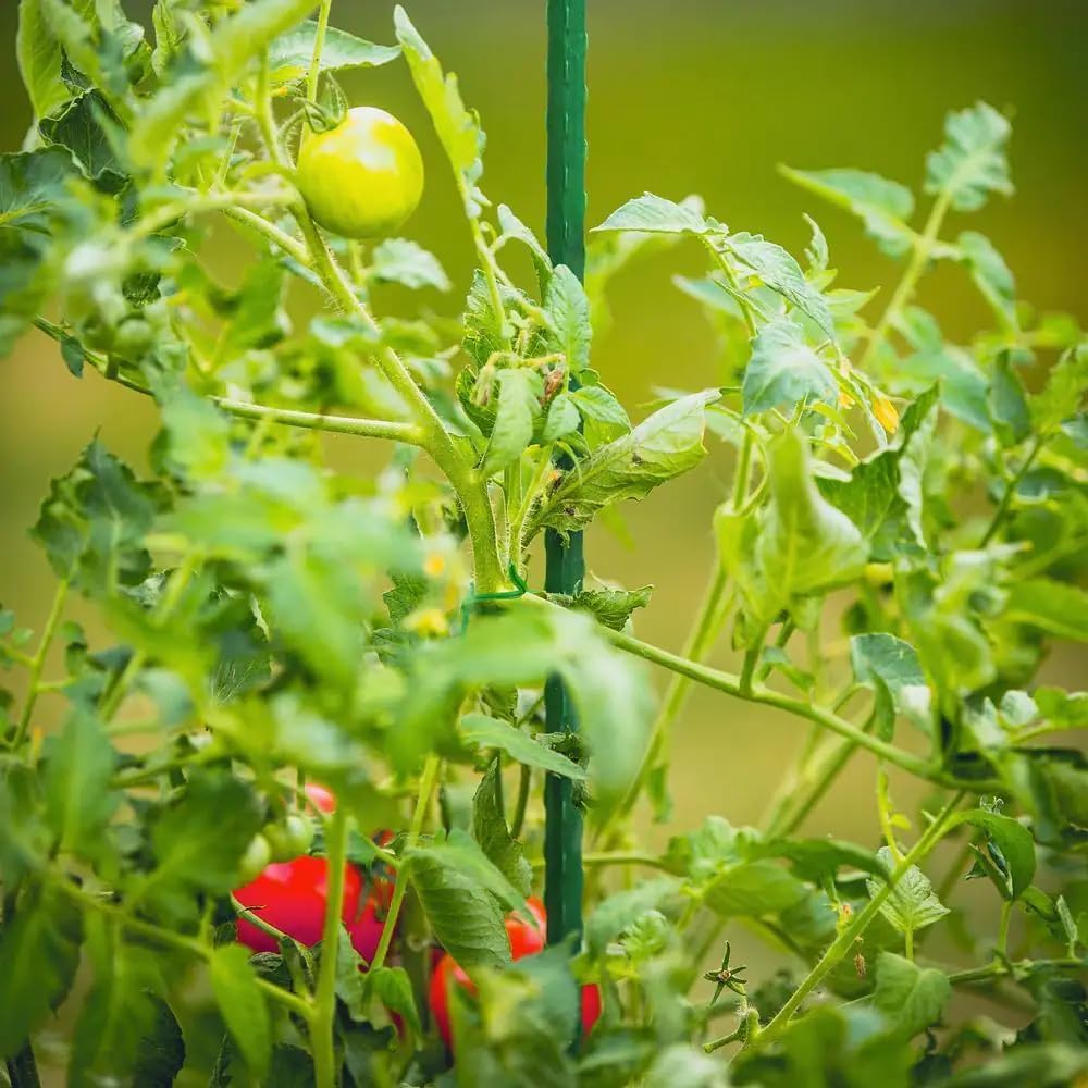 Garden Stakes 6 ft Plastic Coated Steel Tube Sturdy Metal Plant Sticks for Tomato,Cucumber,Bean,Tree,Pack of 25