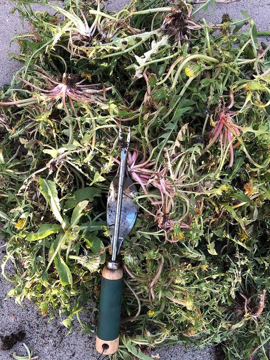 Weeding Tool - Leverage Metal Base Creates Perfect Angle for Easy Weed Removal and Deeper Digging - Sharp V Nose Digs deep to Roots - Stainless Rust Proof Steel