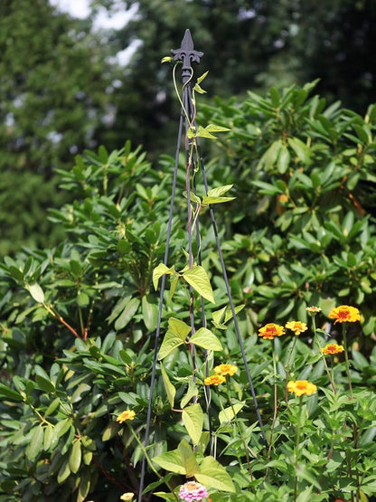 Achla Designs FT-21 Fleur-de-lis, 78-Inch Wrought Iron Garden Stake Trellis, Black