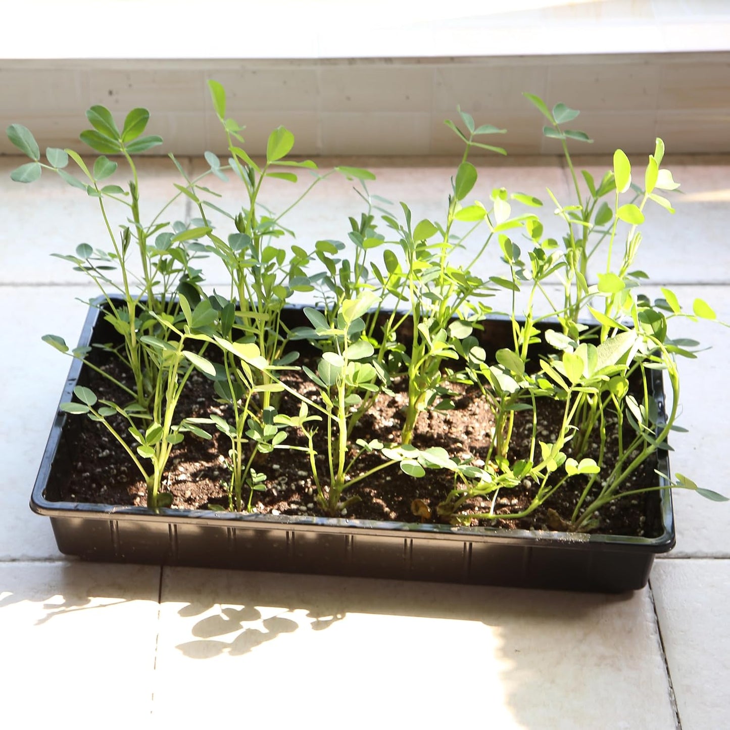 Seed Starter Trays, 5 Pack, 17"x10"x2.4"