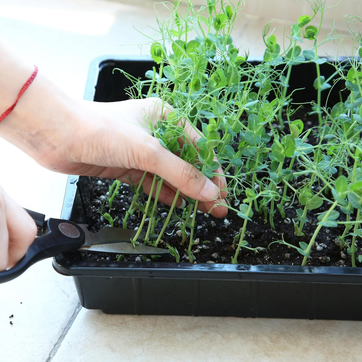 Seed Starter Trays, 5 Pack, 17"x10"x2.4"