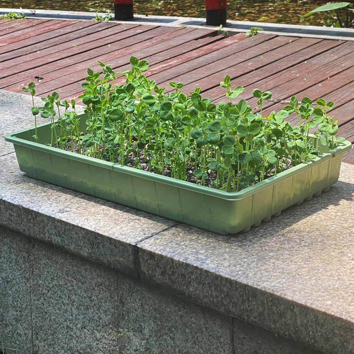 Seed Starter Trays, 5 Pack, 17"x10"x2.4"