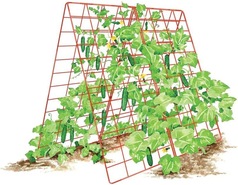 Deluxe Cucumber Trellis (Green) | Powder Coated Steel Vegetable Support - 32” W x 46” H
