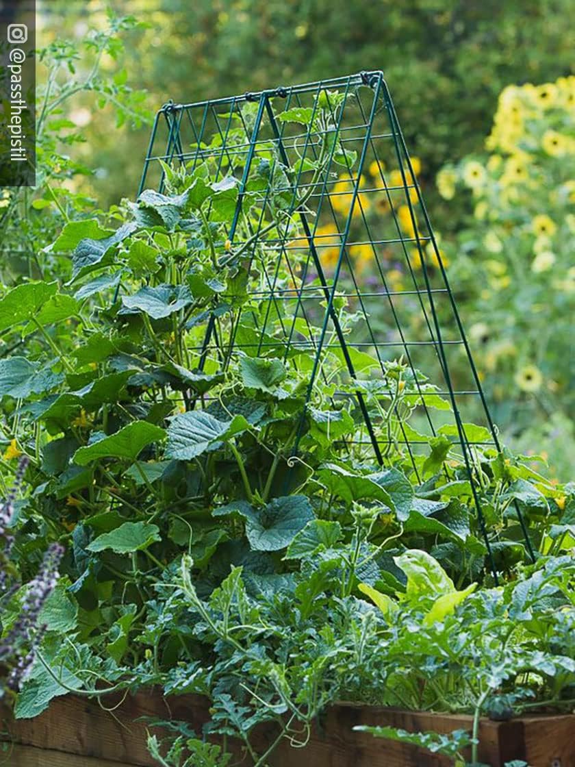 Deluxe Cucumber Trellis (Green) | Powder Coated Steel Vegetable Support - 32” W x 46” H