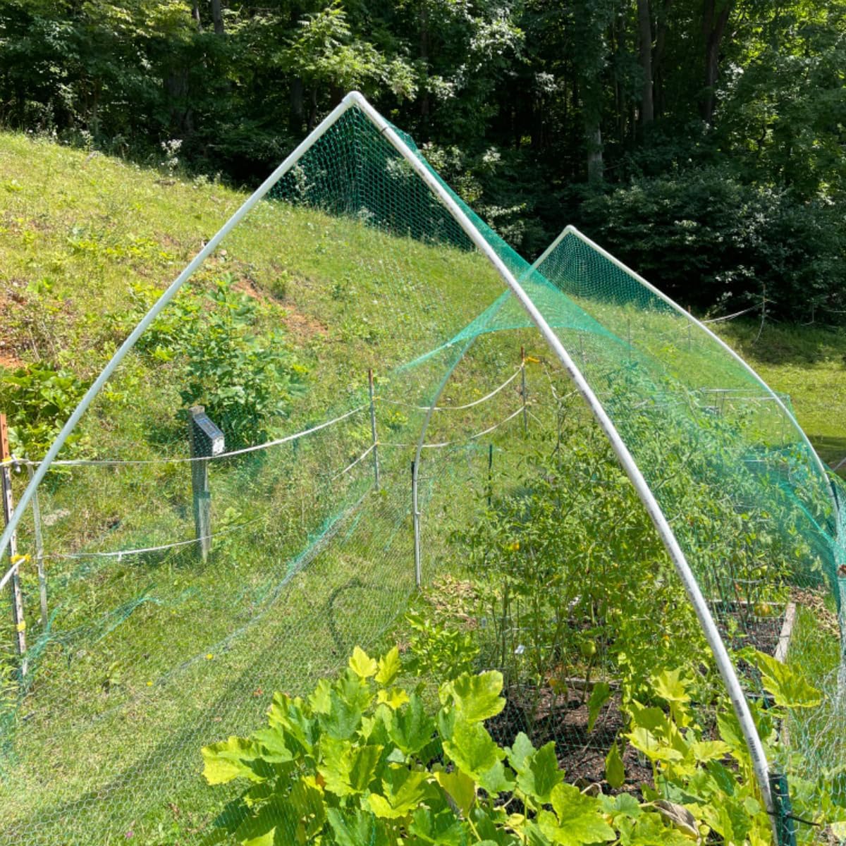 Bird Netting for Garden Protect Vegetable Plants and Fruit Trees, 13x33ft