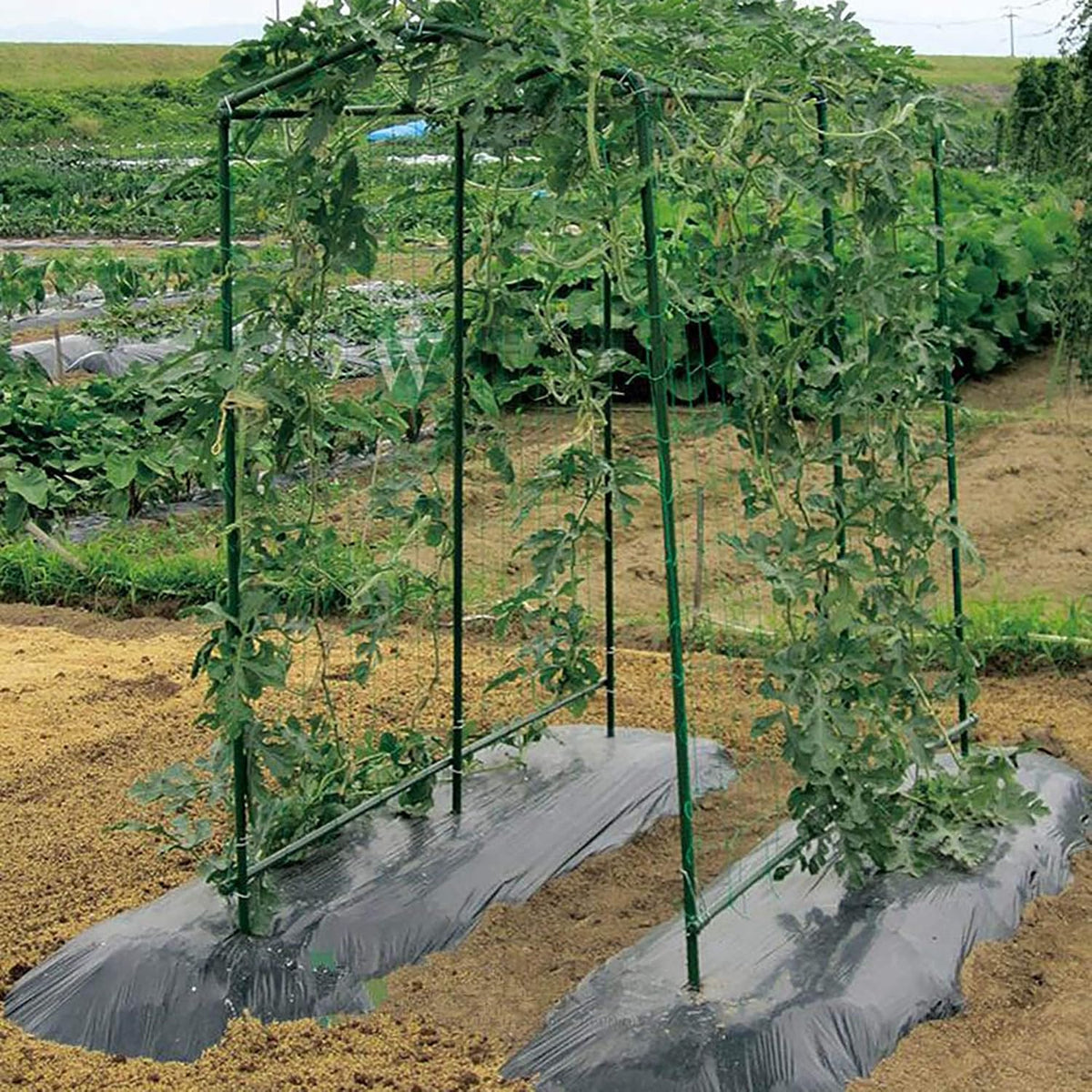 Garden Stakes, 25 Pack Steel Plant Garden Tomato Stakes with Plastic Coat for Climbing Plants (25 Pack 58 Inch)