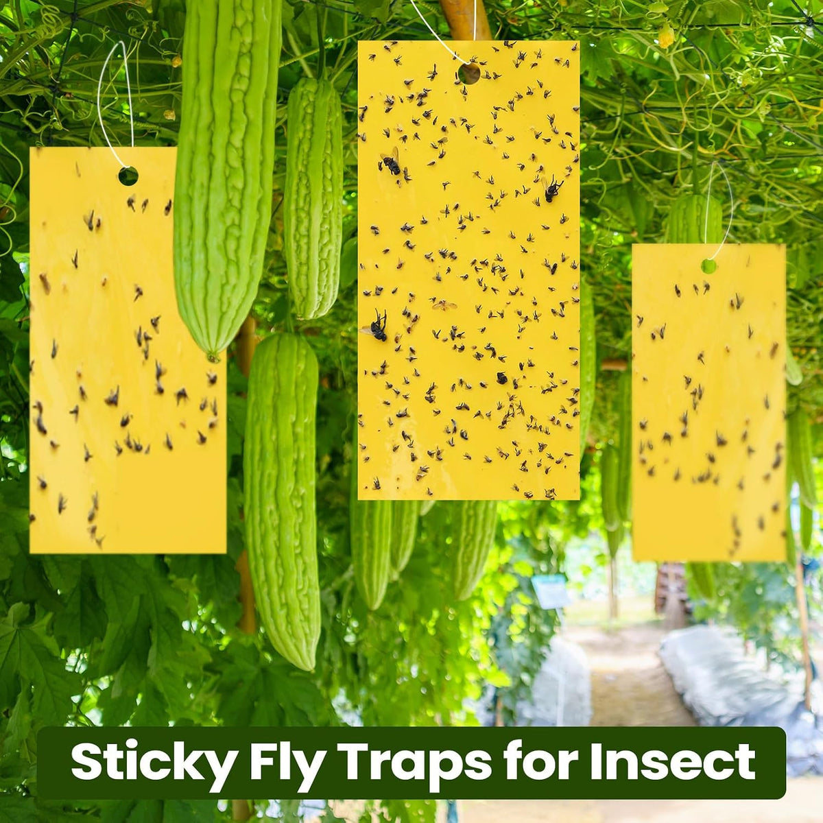 Qualirey 100 Pcs Yellow Sticky Traps for Gnats, 7.87 x 3.9 Inch