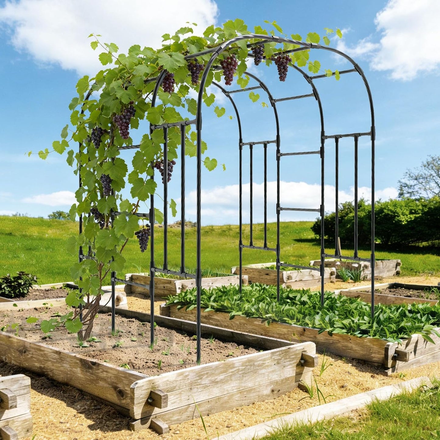 Cucumber Trellis - 62.4"*50" Cucumber Trellis for Raised Bed with Plastic-Coated Steel Pipe, U-Shape Garden Trellis for Climbing Plants, Garden Trellis for Cucumbers, Beans(Black)