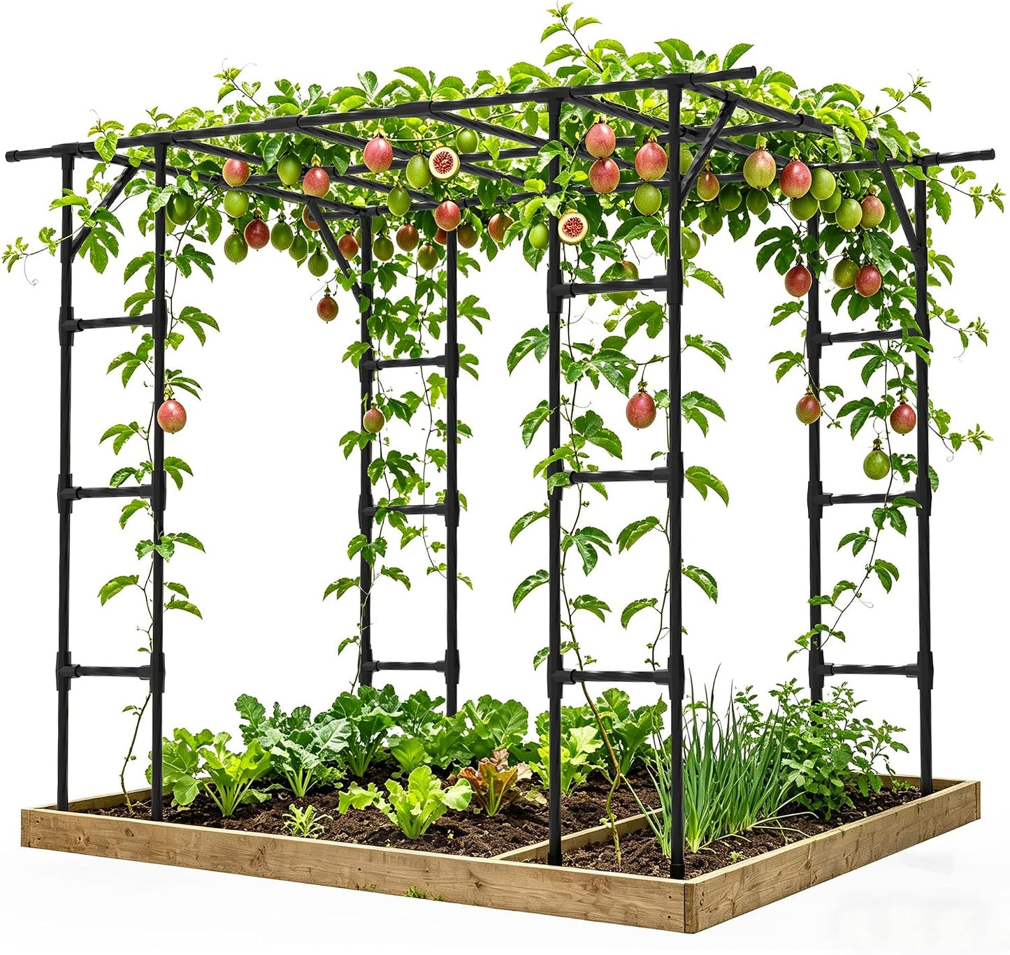 Cucumber Trellis - 62.4"*50" Cucumber Trellis for Raised Bed with Plastic-Coated Steel Pipe, U-Shape Garden Trellis for Climbing Plants, Garden Trellis for Cucumbers, Beans(Black)