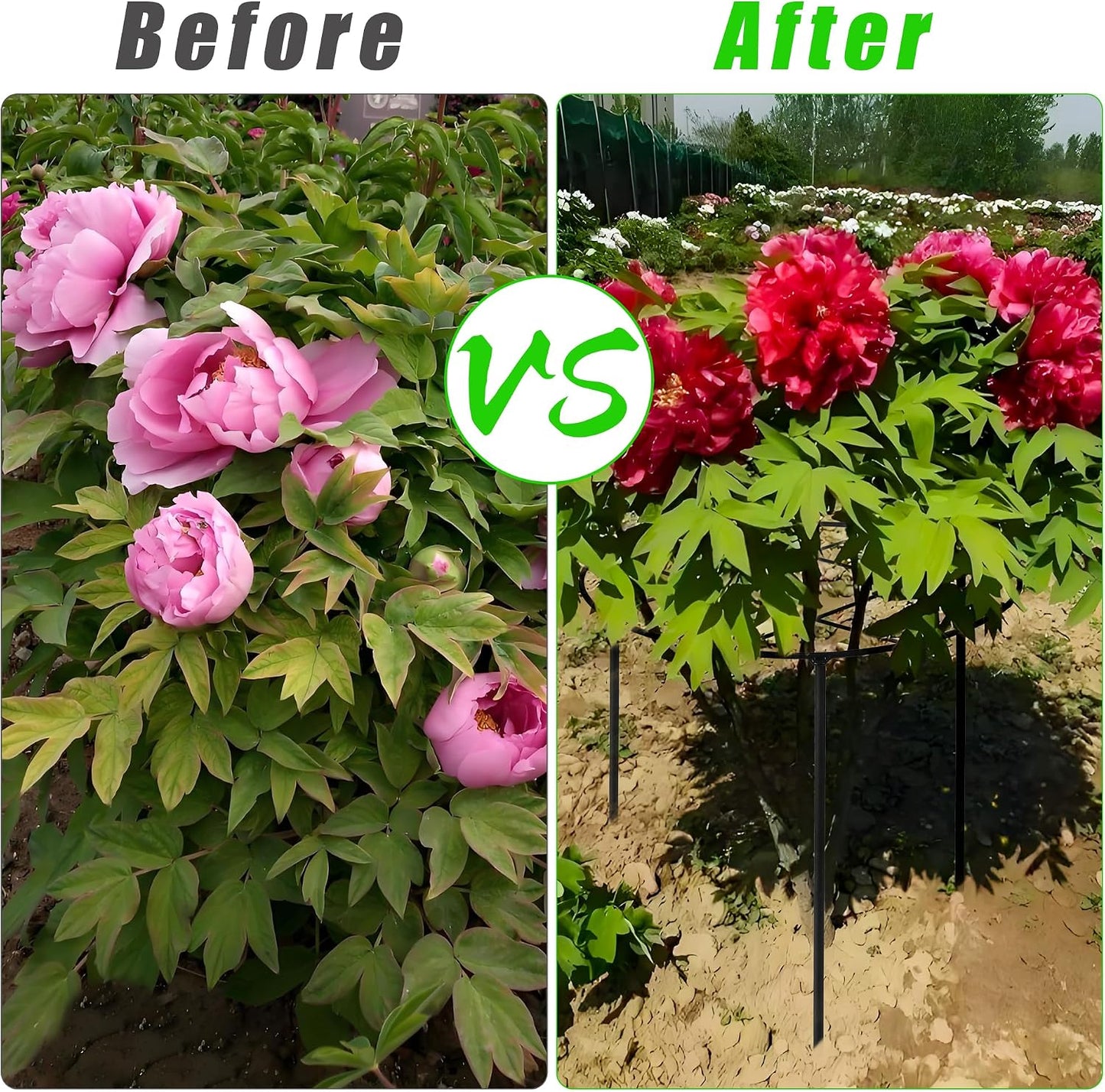 Peony Cages and Supports, 30"H x 13.8"D Plant Supports for Outdoor Plants