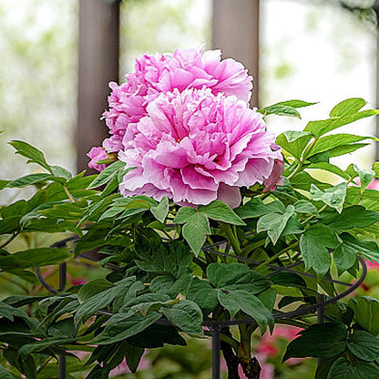 Peony Cages and Supports, 30"H x 13.8"D Plant Supports for Outdoor Plants
