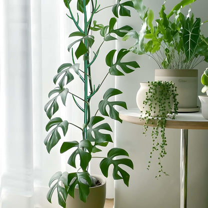 Stackable Monstera Plant Support Stakes,Plant Trellis for Indoor Climbing Plants, Tree Branch Shape Modular Plant Support Pole for Monstera, Pothos, Ivy - Green (52inch)