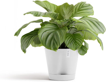 Venice 2 Round Flower Planter with Water Reservoir, White Grey, 8"
