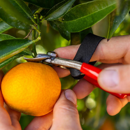 330 - Citrus Clipper - Harvest Snip - Orange, Clementines, Apple & Fruit Stems