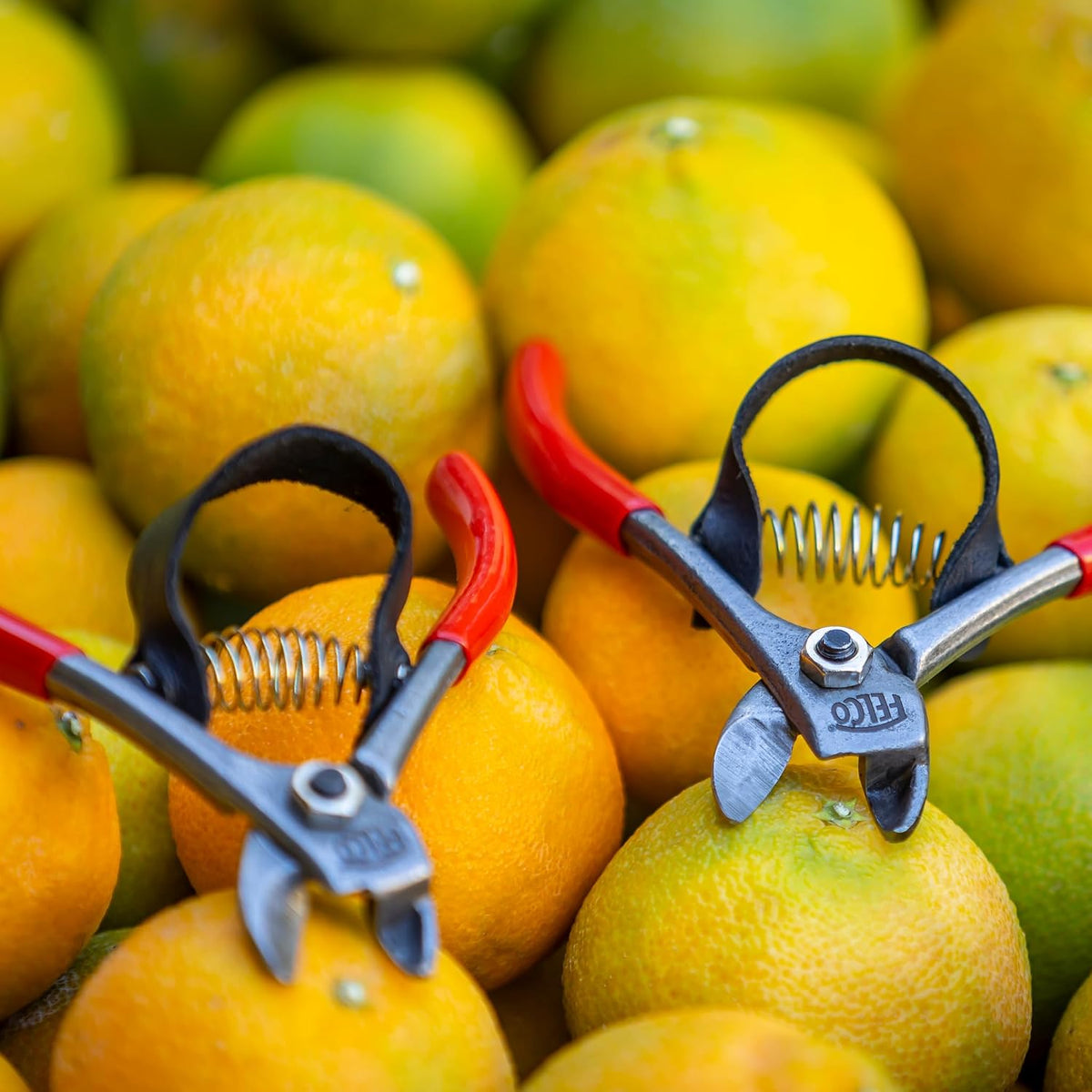 330 - Citrus Clipper - Harvest Snip - Orange, Clementines, Apple & Fruit Stems