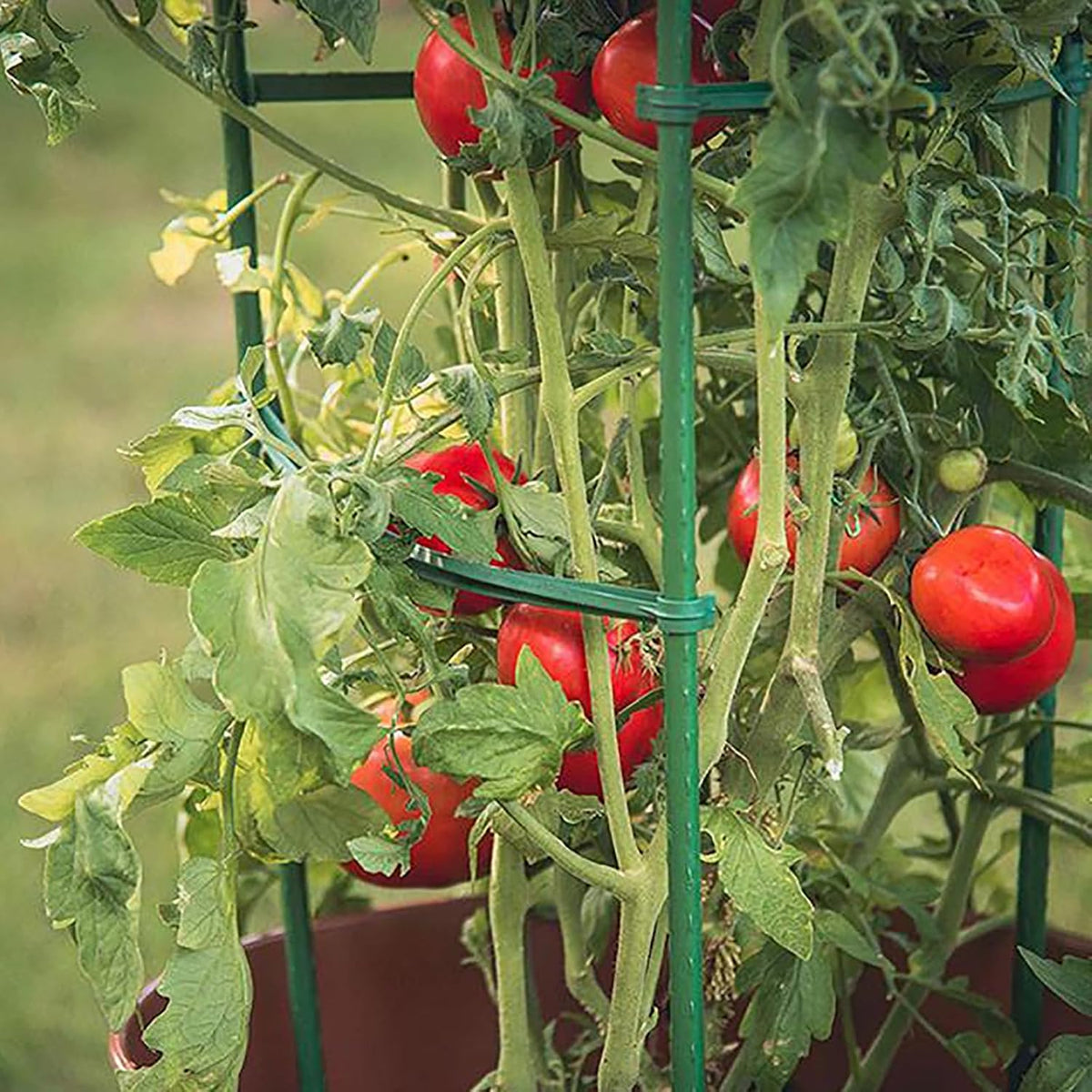 30 Pack 4 Ft Garden Stakes, 48 Inch Sturdy Green Plant Sticks, Plastic Coated Metal Tomato Stakes Support Plant Climbing Support for Tomatoes, Cucumber, Fences, Beans, Potted Plants