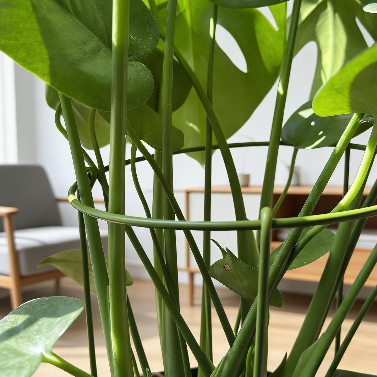 3-Pack Plant Support Stakes for Indoor Plants, Adjustable Monstera Cages & Snake Plant Support Rings, Potted Plant Supports Garden Stakes (10" W x 17" H)