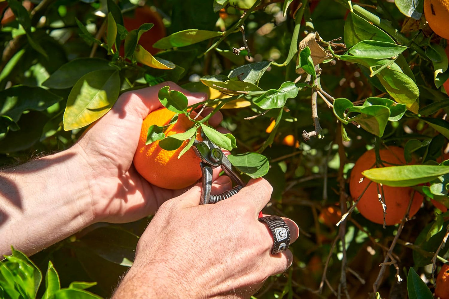 Corona Orange and Apple Bypass Shears