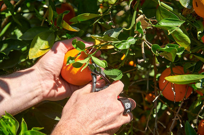 Corona Orange and Apple Bypass Shears