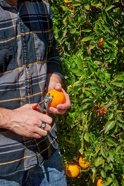 Corona Orange and Apple Bypass Shears