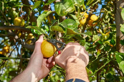Corona Orange and Apple Bypass Shears