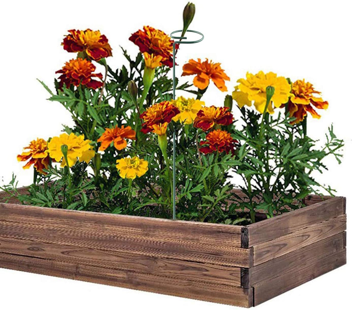 Plant Stake Support, Adjustable Height 12" or 24" for Garden Support Stake