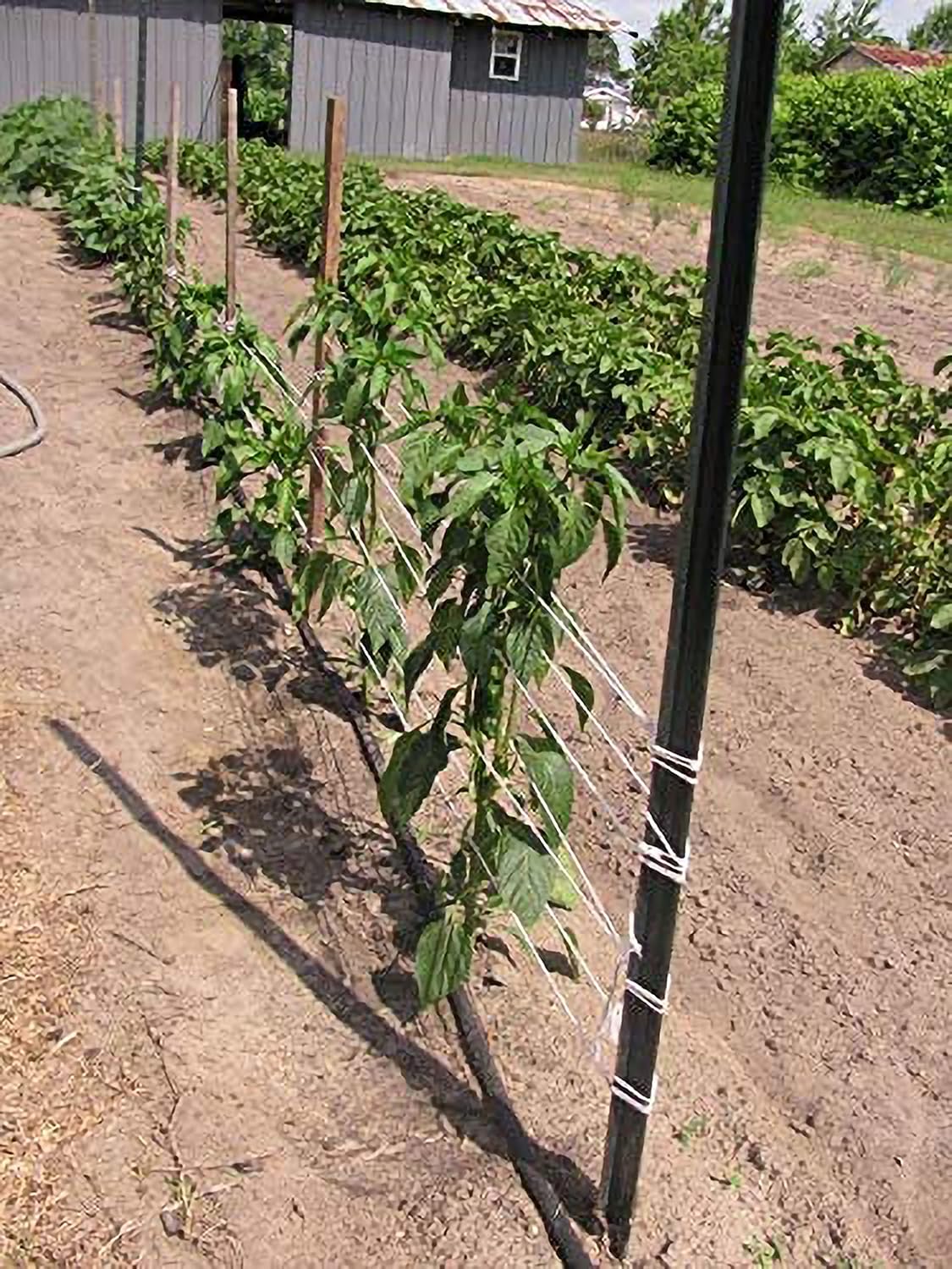 6300FT Tomato Tying Garden Twine