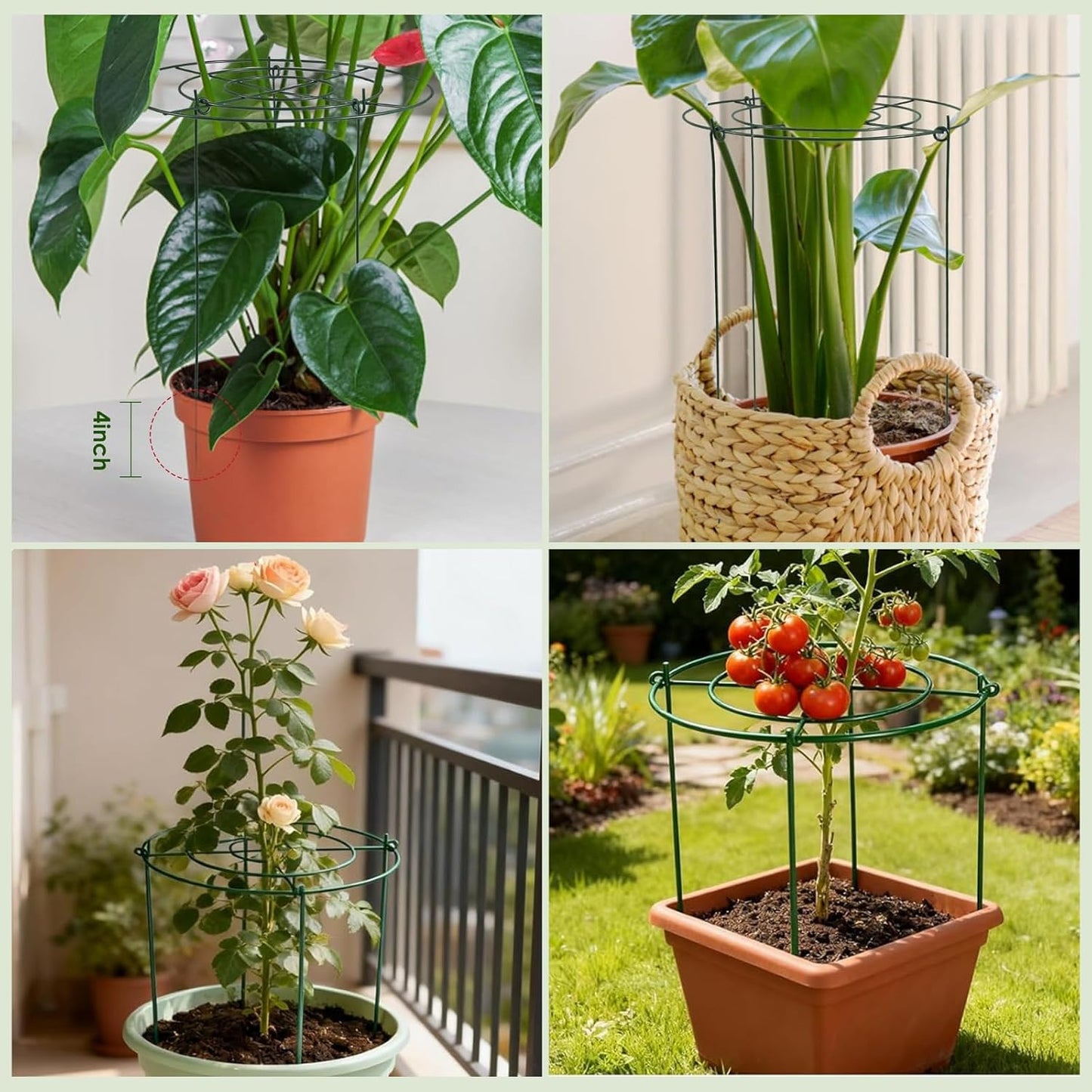 8 Pack Peony Cages and Supports - Heavy Duty Grow Through Metal Plant Support for Outdoor Plants - Plant Support Frame Ring for Rose Tomato Hydrangea Sage Strawberry 12" D x 16" H