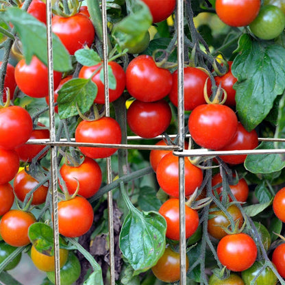 46" Height 12" Width 5PCS Galvanized Square Folding Tomato Cage,Plant Support Stake Tower