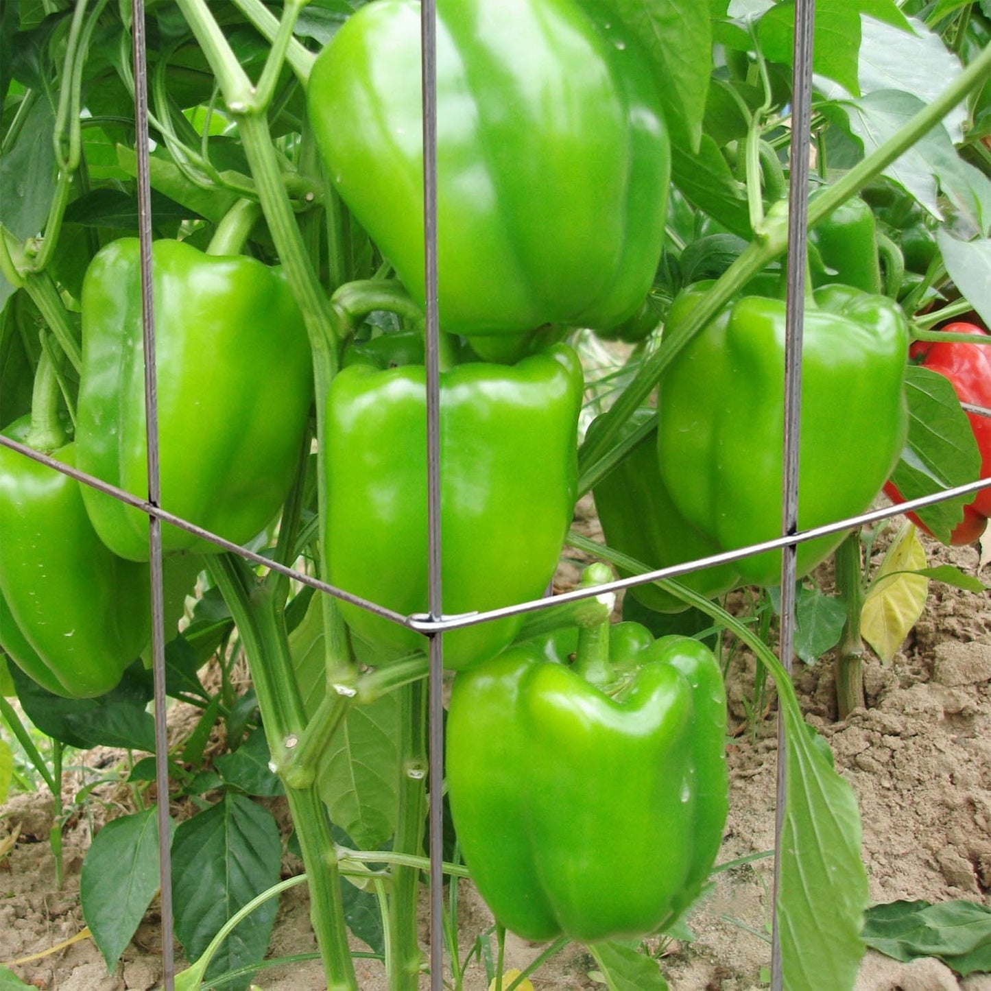 46" Height 12" Width 5PCS Galvanized Square Folding Tomato Cage,Plant Support Stake Tower