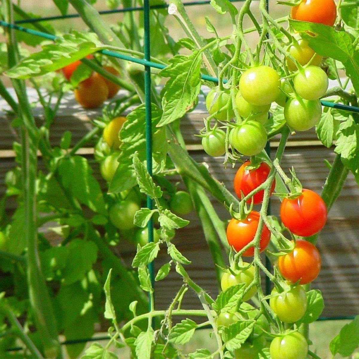 46" Height 12" Width 5PCS Galvanized Square Folding Tomato Cage,Plant Support Stake Tower
