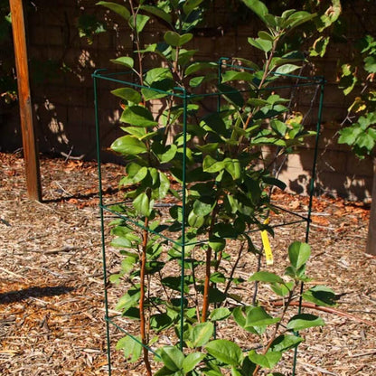 46" Height 12" Width 5PCS Galvanized Square Folding Tomato Cage,Plant Support Stake Tower