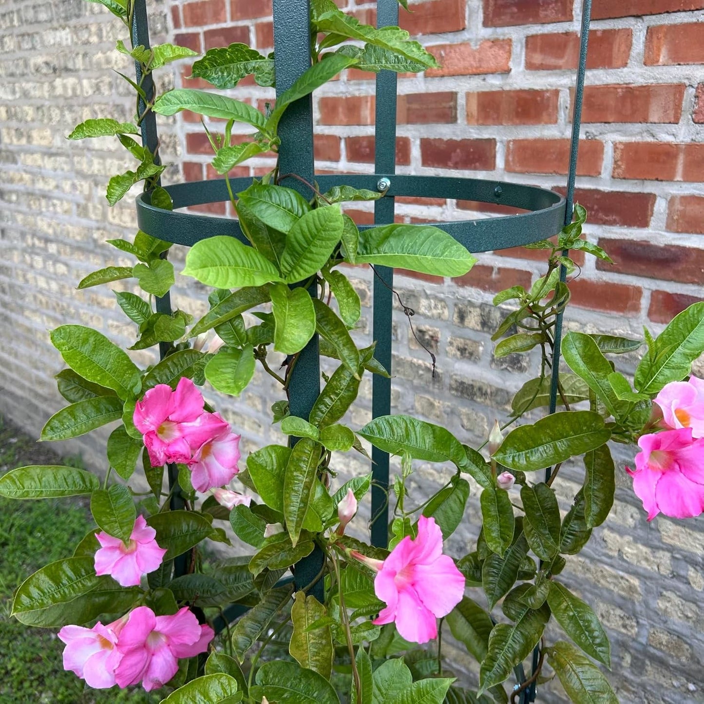 Large Garden Obelisk - Made in USA 7 ft Tall Trellis for Climbing Plants - Heavy Duty Plant Support - Premium Verdigris Green Powdercoat Finish