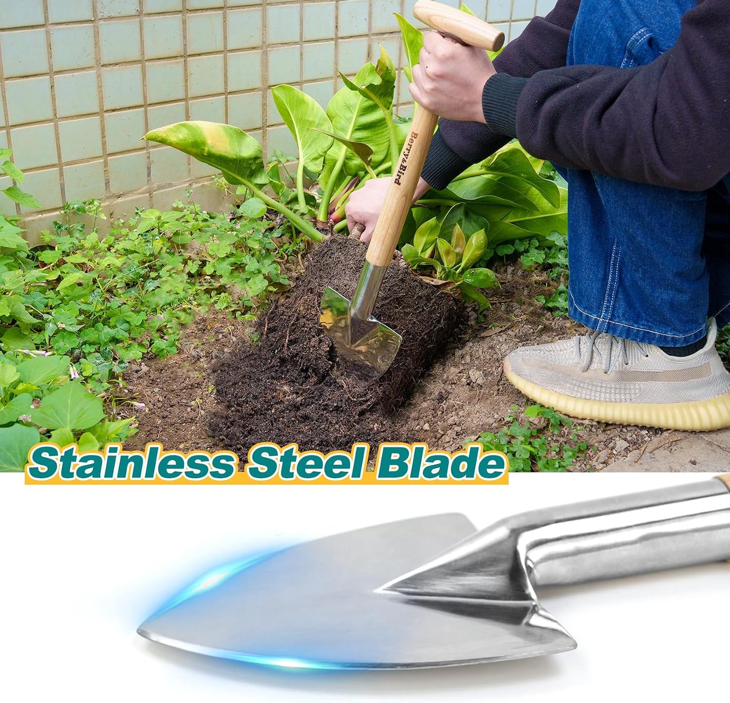 Perennial Spade, 21.6''Long Trowel for Gardening Root Cutting Tool with Sharp Stainless Steel Blade, Wooden Handle Small Shovel Hand Edger Garden Tool for Planting, Digging & Transplanting