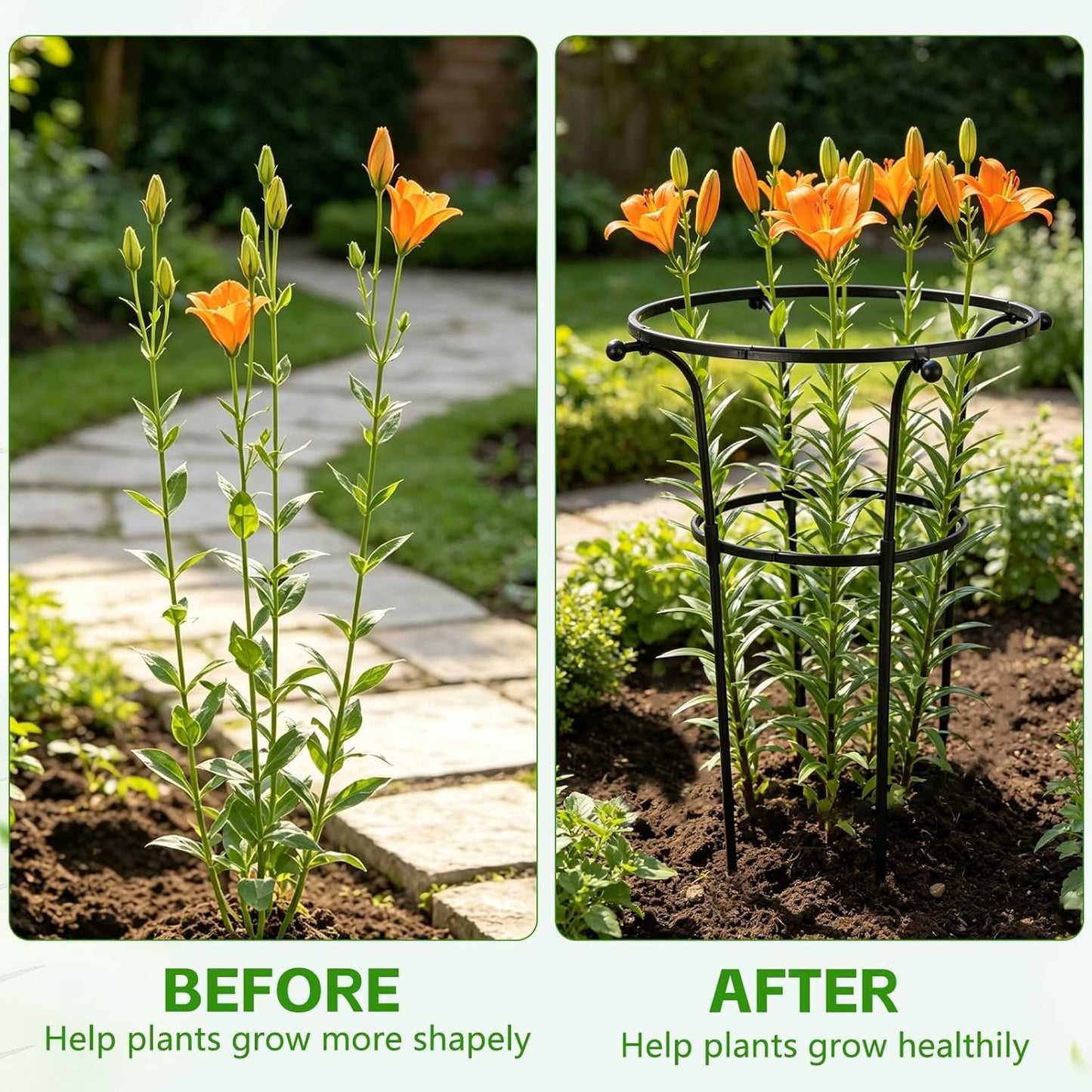 2 Pack Large Peony Cages and Supports, 26" H x 20" D Grow Through Plant Support Rings, Sturdy Garden Trellis, Plastic Rings with Stainless Steel Core Stakes for Peonies, Roses & Top-Heavy Blooms