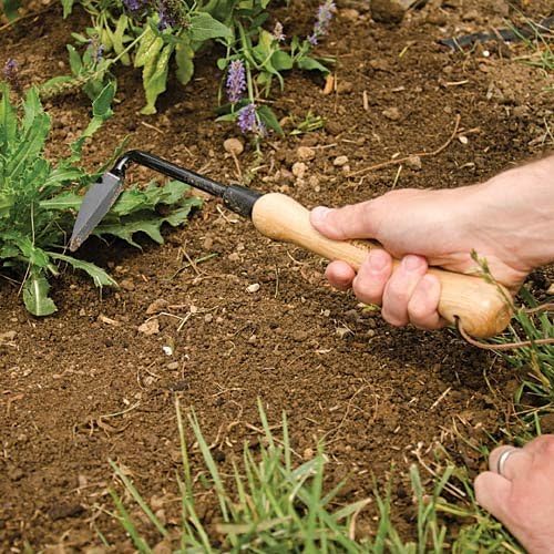 Cape Cod Weeder