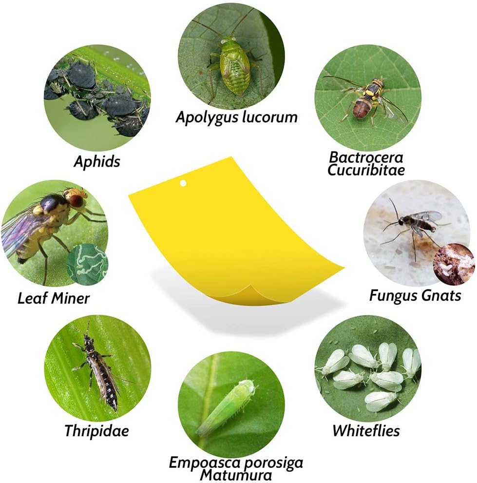 20-Pack Fruit Fly Trap, Yellow Sticky Gnat Traps, 6x8 in