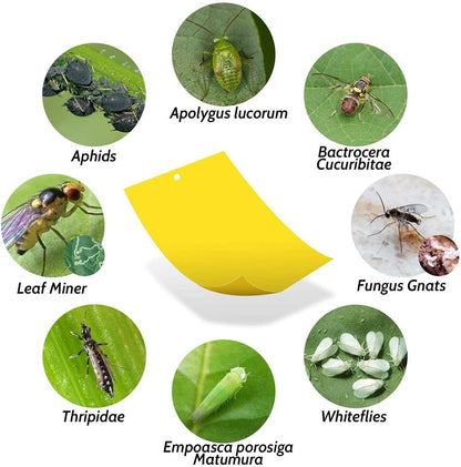 20-Pack Fruit Fly Trap, Yellow Sticky Gnat Traps, 6x8 in