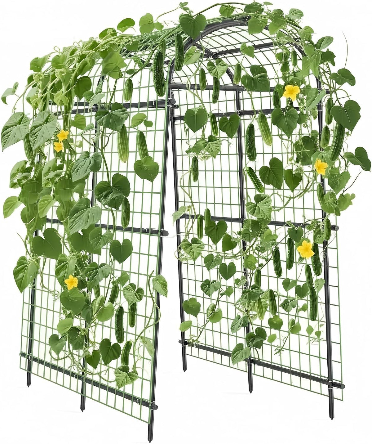 Cucumber Trellis for Raised Bed, 7FT Tall Garden Arch Trellis for Climbing Plants Outdoor, Heavy Duty Metal Vegetable Arbor with Strong Bolt Assembly & Outdoor-Ready Stakes