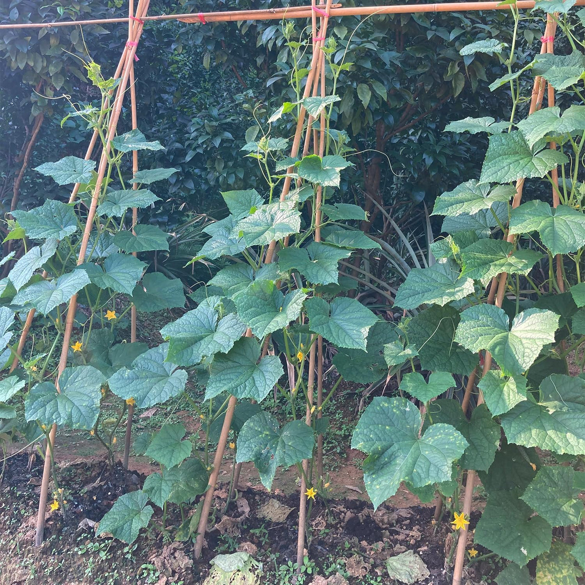 Plant Stakes,18IN Natural Garden Bamboo Sticks, 20Pcs Plant Support Stakes