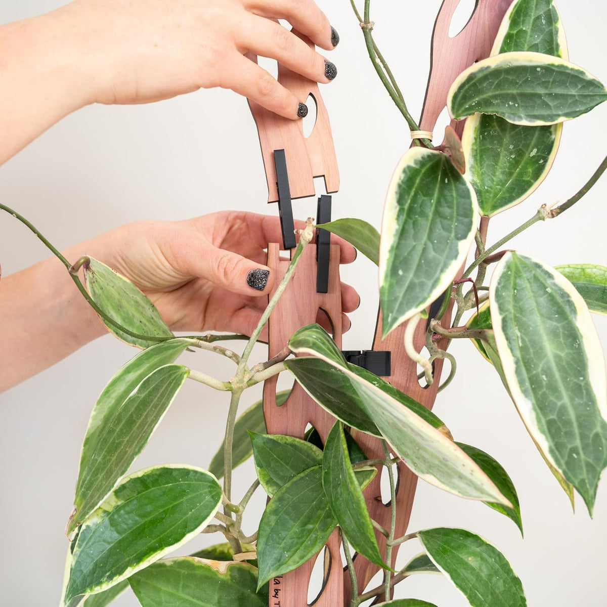 Zella Regular Starter Kit – Wooden Extendable Plant Trellis for Indoor Climbing Houseplants – Modular Plant Support with 2 Bases + 2 Extensions - Moss Pole Alternative