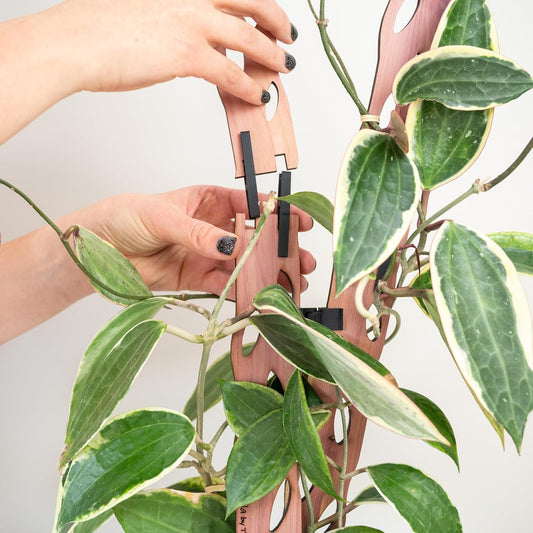 Zella Regular Starter Kit – Wooden Extendable Plant Trellis for Indoor Climbing Houseplants – Modular Plant Support with 2 Bases + 2 Extensions - Moss Pole Alternative