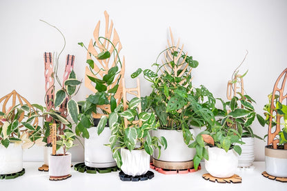 Zella Regular Starter Kit – Wooden Extendable Plant Trellis for Indoor Climbing Houseplants – Modular Plant Support with 2 Bases + 2 Extensions - Moss Pole Alternative